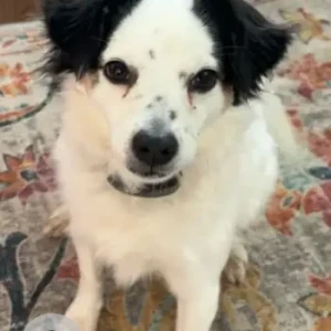 A White Mini Ausie/Chi Mix Dog Missing from Near Newcomb Farms