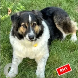 A Black and White Mix Dog Found from Misquamicut Hills Rd./Shore Rd. ~Near Shorecrest Market.