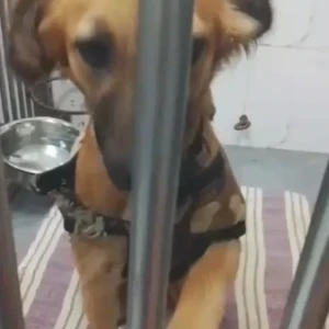 A Black and Brown Indie Dog Found from Sector 65