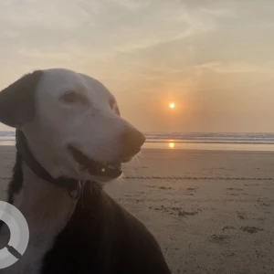 A Black and White Indie Dog Missing from Pernem, Arambol-2