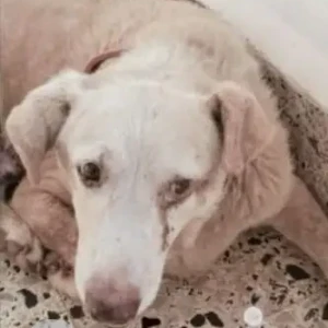 A White Indie Dog Missing from Industrial Estate