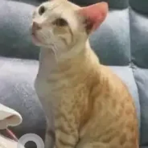 A White-Brown Mix Ginger cat Cat Missing from Madipakkam, Chennai-2