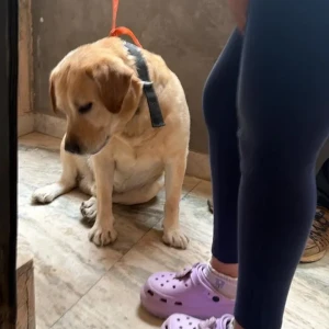 A White Labrador Dog Found from New Delhi