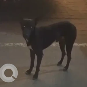 A Black Indie Dog Found from Surya Nagar, Ghaziabad