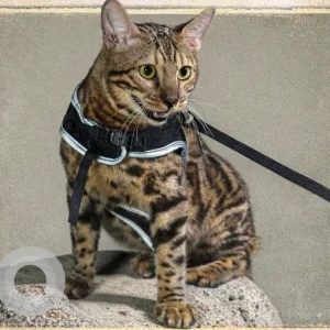 A Other Bengal Cat Missing from Al manakh