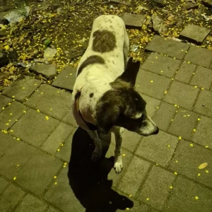 A Black and White Indie Dog Found from Yerawada, Pune-3