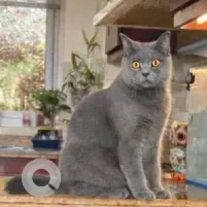A Grey British Shorthair Cat Missing from Palmera 4, Arabian Ranches 1-2