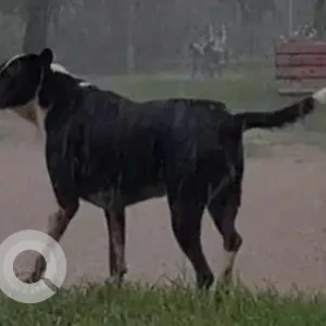 A Black and White Indie Dog Missing from Vijay Mandal, Begumpur park