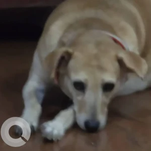 A White-Brown Mix Indie Dog Missing from Sahakar Nagar-2