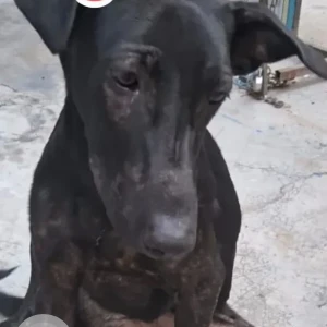 A Black and White Indie Dog Missing from Hauz khas, Vasant Kunj-2