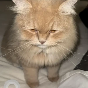 A Light Brown Persian mix Cat Missing from JSS Area