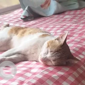 A White-Brown Mix Indie Cat Missing from Kondhwa