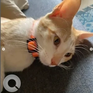 A White-Brown Mix Indie Cat Missing from Doddanekundi, Bengaluru-2