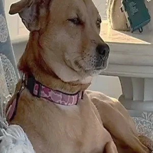 A Light Brown Terrier/Chihuahua Mix Dog Missing from Bayberry Road and Bailey's Causeway