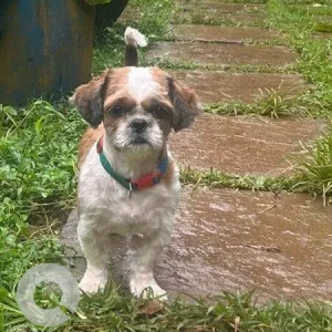 A White-Brown Mix Shih Tzu Dog Missing from Harmal