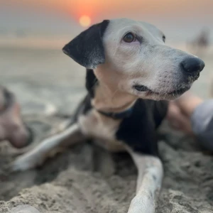 A Black and White Indie Dog Missing from Pernem, Arambol-3