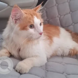 A Orange Domestic Longhair Cat Missing from Al Quoz Bowling Center