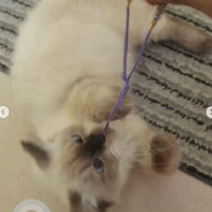 A Black and Brown Himalayan Persian Cat Found from BTM Layout, Bengaluru-2