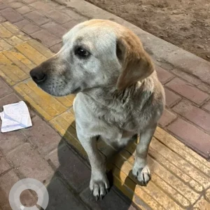 A Light Brown Labrador Dog Found from Kirtipur ; Police Chauki Area