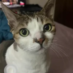 A Grey-White Mix Calico Cat Missing from Zuri Hotel, Whitefield-2