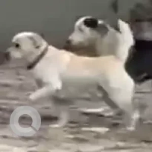 A White-Brown Mix Labrador Dog Found from Sector 44-2