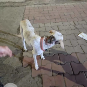 A White Indie Dog Found from Kharadi, Pune-3