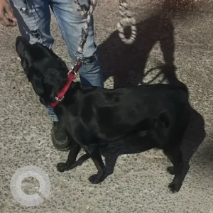 A Black Labrador Dog Found from Kaaram cafe, Sindhi Colony
