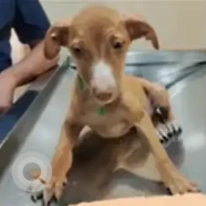 Male Indie Dog Adoption for Adoption in Mumbai-2