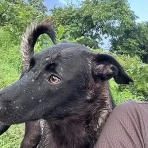 A Black Indie Dog Missing from Kannaikwada, Morjim