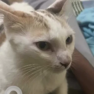 A White Indie Cat Missing from Bengaluru-2