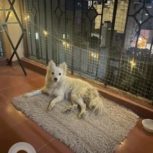 A White Pomeranian Dog Found from Wilson Garden, Bengaluru