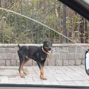 A Black and Brown Doberman Dog Missing from Safdarjung enclave-2