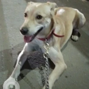 A White-Brown Mix Indie Dog Found from Bommanahalli Begur