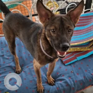 Male Indie Dog Adoption for Adoption in PUNE & MUMBAI