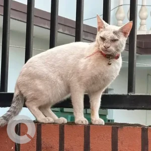 A White Siamese Cat Found from Khumaltar (nakhipot area)