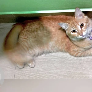 A White-Brown Mix Ginger cat Cat Missing from Singasandra ,Prabhu Layout