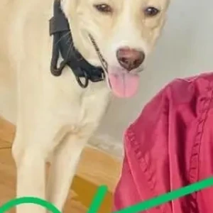 A White-Brown Mix Indie Dog Missing from Guirim-2