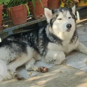 A Grey-White Mix Husky Dog Missing from Lalitpur Metropolitan city-17, Sadobato