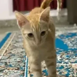 A Light Brown Tabby Cat Missing from Wilson Garden, Bengaluru