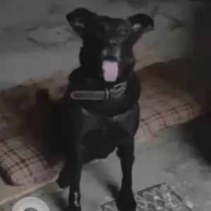 A Black Labrador Dog Found from Aga Abbas Ali road, Ulsoor-2