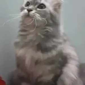 A Black and White Persian Siberian Mix Cat Missing from Kodigehalli, Ram Mandir-3