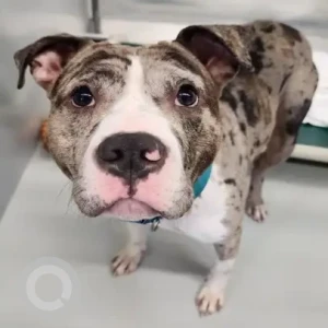 A White-Brown Mix Pit Bull Dog Found from myrtle st beacon hill