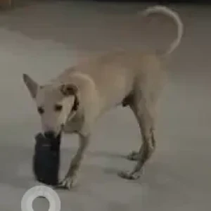 A White Indie Dog Missing from Parking Area of Nirala Aspire-2