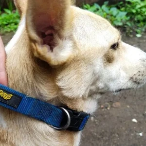 A White-Brown Mix Indie Dog Found from Kothrud, Pune