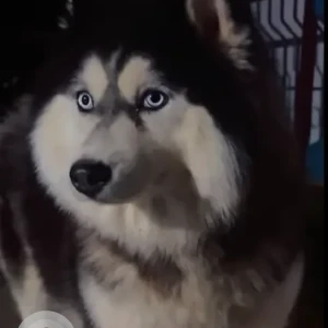 A Grey-White Mix Husky Dog Missing from Basaveshwara nagar