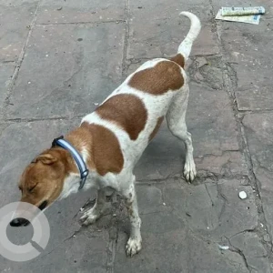 A White-Brown Mix Indie Dog Missing from Pitampura, New Delhi