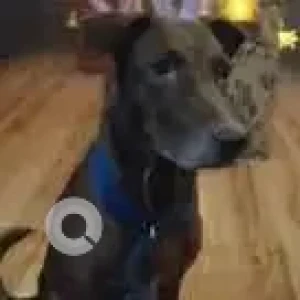 A Brown Indie Dog Missing from Malad West, Mumbai