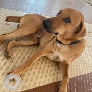 A Brown Indie Dog Found from Aardi Succor-2