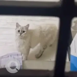 A White Persian Cat Missing from Nathumani, 2nd street Ishwarya nagar-2