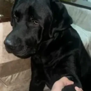 A Black Labrador Dog Missing from Sector 14 park, Dwarka